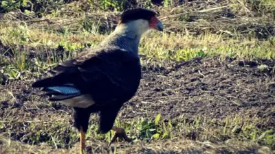 Outdoor activities Barra del Chuy: fauna marina y aves Rocha