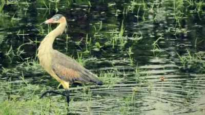 Passeio e Atividades Bañado de los indios: lleno de encantos Rocha