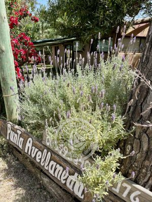 Complejo Punta Avellaneda Punta del Diablo