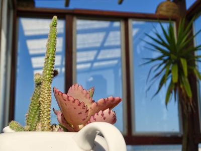 Habitación Cangrejos: Quíntuple vista mar - Carmela Cabo Polonio