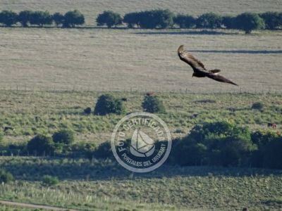 Aiguá - Maldonado - Localidad