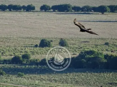 Aiguá - Maldonado - Localidad