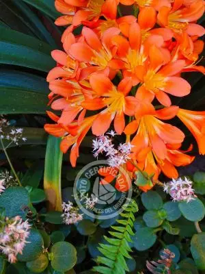 Cabaña Ganesha Villa Serrana