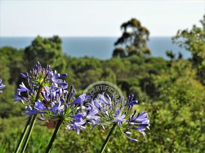 Villa Chacra Las Flores Las Flores