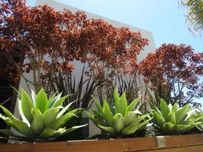 El Diablo Chic - Punta del Diablo