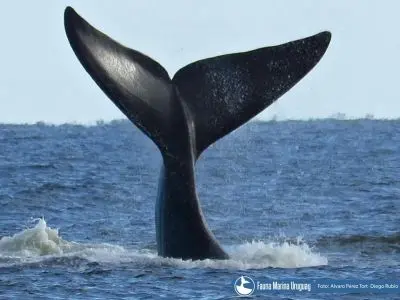 Noticias Avistamiento de Ballenas en Uruguay Uruguay