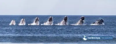Noticias Avistamiento de Ballenas en Uruguay Uruguay