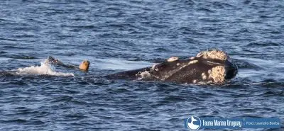 Noticias Avistamiento de Ballenas en Uruguay Uruguay