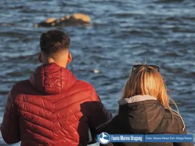 Noticias Avistamiento de Ballenas en Uruguay Uruguay