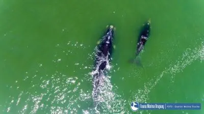 Noticias Avistamiento de Ballenas en Uruguay Uruguay