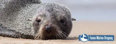 Noticias Avistamiento de Ballenas en Uruguay Uruguay