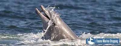 Noticias Avistamiento de Ballenas en Uruguay Uruguay
