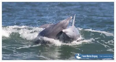 Noticias Avistamiento de Ballenas en Uruguay Uruguay