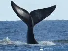 Noticias Avistamiento de Ballenas en Uruguay Uruguay
