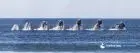 Noticias Avistamiento de Ballenas en Uruguay Uruguay