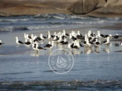 Pesca Artesanal - Punta del Diablo