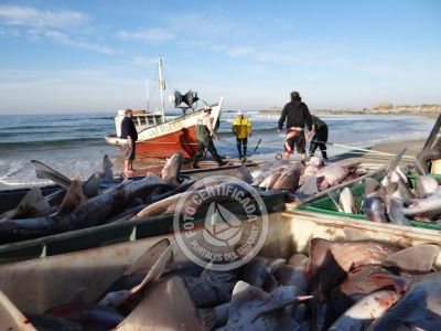 Pesca Artesanal - Punta del Diablo