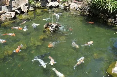 Jardines de Daymán - Termas - Salto