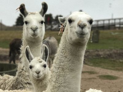 Ecoparque Tálice - Flores