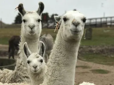 Ecoparque Tálice - Flores