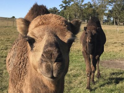 Ecoparque Tálice - Flores