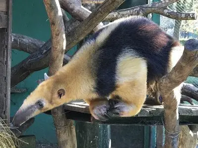 Ecoparque Tálice - Flores