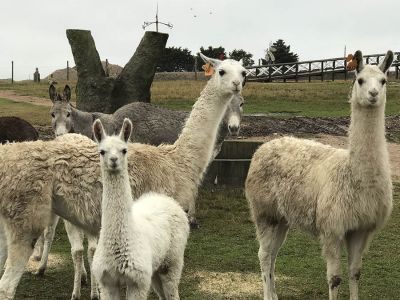 Ecoparque Tálice - Flores
