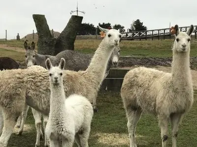 Ecoparque Tálice - Flores