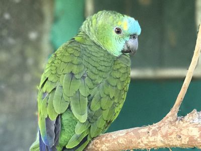 Ecoparque Tálice - Flores