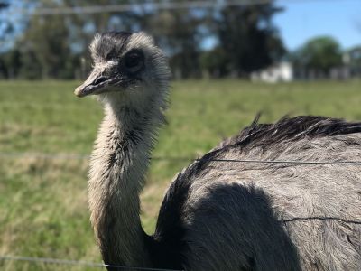 Ecoparque Tálice - Flores