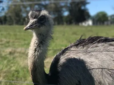 Ecoparque Tálice - Flores