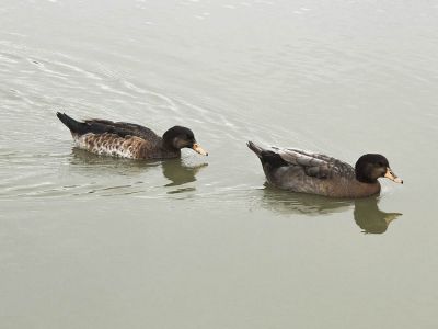 Ecoparque Tálice - Flores