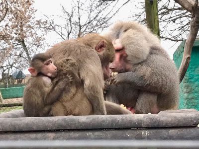 Ecoparque Tálice - Flores