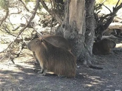 Ecoparque Tálice - Flores