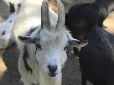 Ecoparque Tálice - Flores