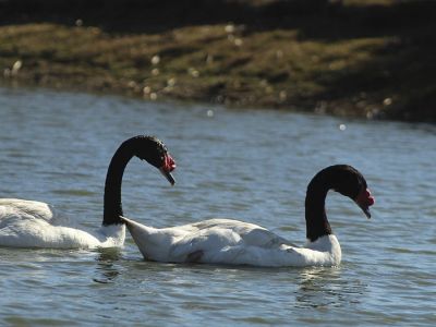 Ecoparque Tálice - Flores
