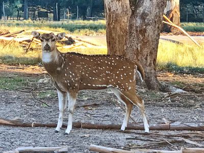 Ecoparque Tálice - Flores