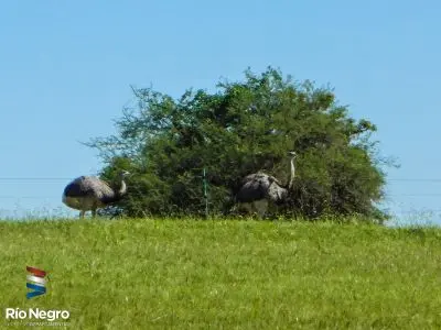 Bioparque M'Bopicuá - Río Negro