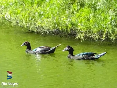 Bioparque M'Bopicuá - Río Negro