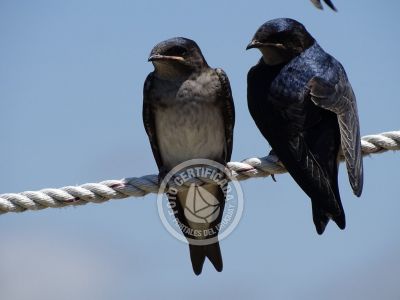 Guía de Aves del Uruguay