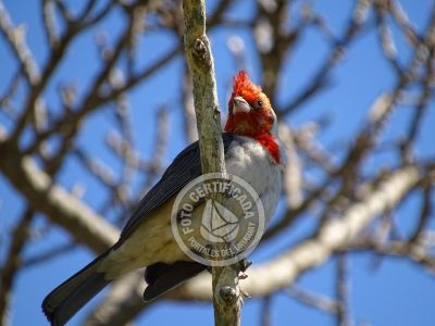 Guía de Aves del Uruguay
