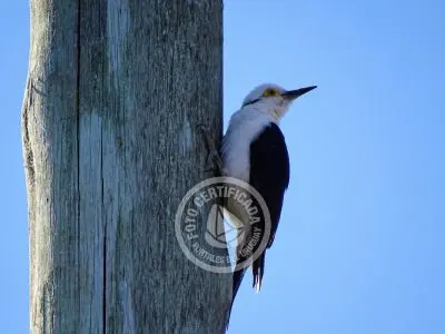 Guía de Aves del Uruguay