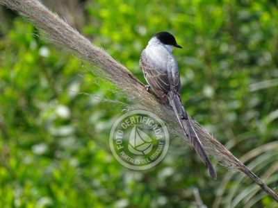 Guía de Aves del Uruguay