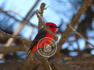 Guía de Aves del Uruguay