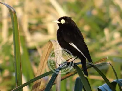 Guía de Aves del Uruguay