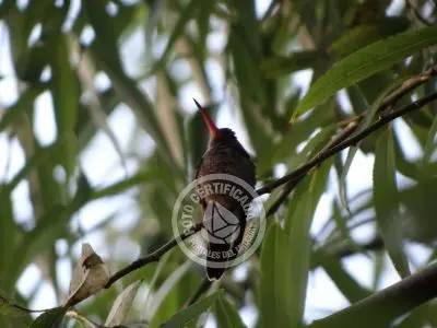 Guía de Aves del Uruguay