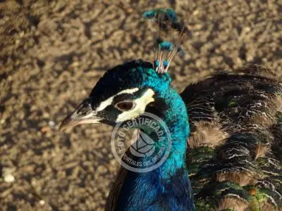 Guía de Aves del Uruguay