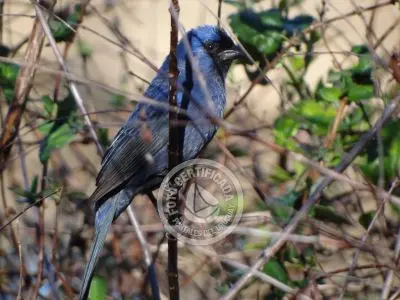 Guía de Aves del Uruguay