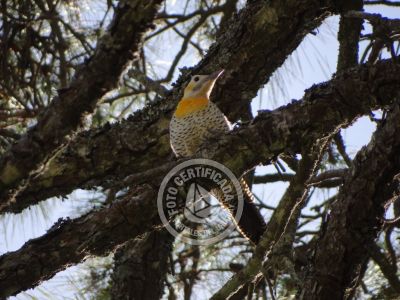 Guía de Aves del Uruguay