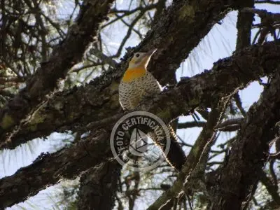 Guía de Aves del Uruguay